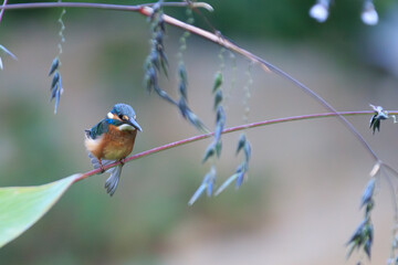 Common Kingfisher Perched on a Stem