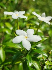 Close-up macro of fragrant white Crape Jasmine (Pinwheel) flowers and buds, glistening with dew. Perfect symbol of purity, beauty, and tropical vitality.