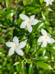 Symmetrical composition of three star-like white Crape Jasmine (Pinwheel) flowers against a vibrant green bokeh background. Clean, refreshing, and calming.