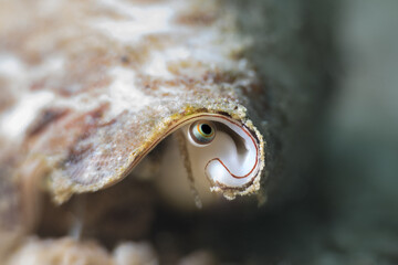 close up of the eye of a snail underwater