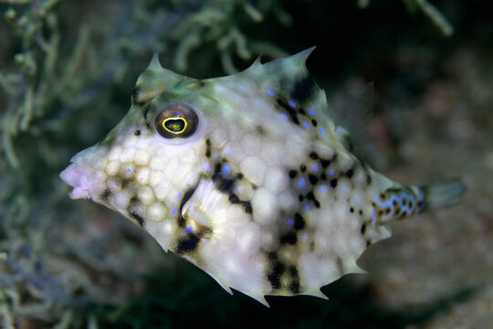 Filefish underwater