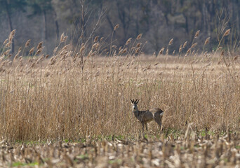 A beautiful buck standing among tall reeds, wild animals, a male European roe deer
