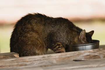 homeless cat eating