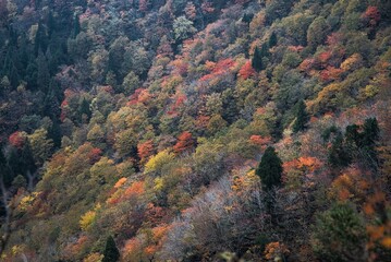氷ノ山　登山の風景
