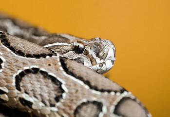 Portrait of a Russell's viper. Reptile in close-up. Daboia russelii.
