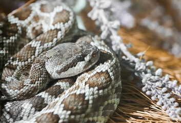 Obraz premium Portrait of a rattlesnake. Reptile in close-up. 