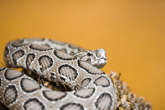 Portrait of a Russell's viper. Reptile in close-up. Daboia russelii.
