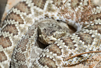 Portrait of a rattlesnake. Reptile in close-up.
