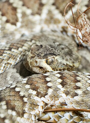 Portrait of a rattlesnake. Reptile in close-up.
