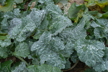 frost covered leaves