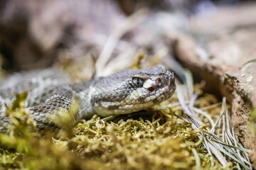 Portrait of a rattlesnake. Reptile in close-up.
