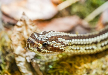 Portrait of a rattlesnake. Reptile in close-up. Crotalus.

