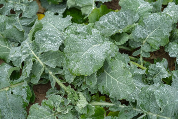 green leaves of a plant