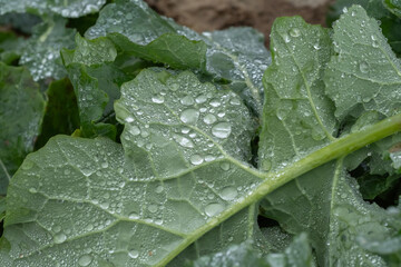 rain drops on a leaf