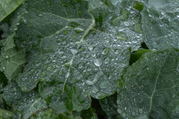 dew on leaf