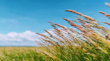 Naklejka premium Golden grass field blowing gently in the wind under a clear blue summer sky, symbolizing freedom and nature