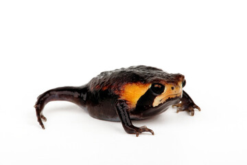 Bushveld rain frog // Gesprenkelter Kurzkopffrosch (Breviceps adspersus) - South Africa