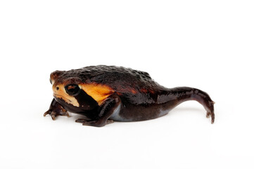 Bushveld rain frog // Gesprenkelter Kurzkopffrosch (Breviceps adspersus) - South Africa