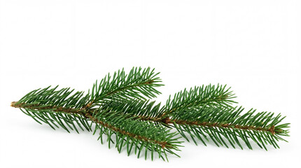 Christmas pine branch illustration on white background
