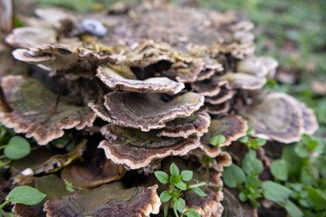 Vibrant mushrooms thrive on a decaying log, surrounded by greenery, showcasing nature's beauty in a sunny outdoor scene
