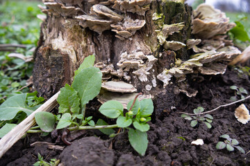 Mushrooms cluster around a decaying tree stump, surrounded by green plants in a grassy area during springtime