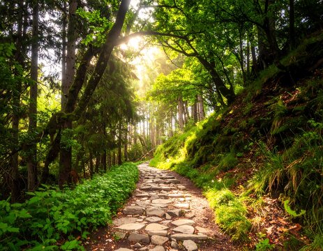 Stone path winds uphill through sun-dappled forest, vibrant green and brown hues