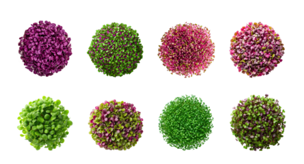 Colorful selection of microgreens including amaranth, broccoli, radish, beetroot, peas, and sunflower arranged on a white background