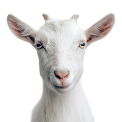 Obraz premium A white goat with a blue eye
