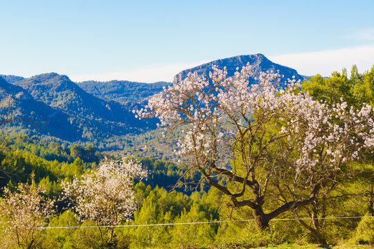 Spring nature. Blooming tree in mountains - Powered by Adobe