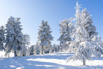 Snow covered trees. Winter forest