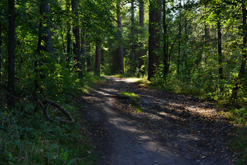 a Path in the dense forest Bathed in Dappled Sunlight