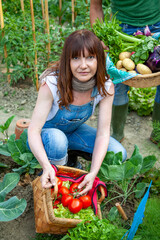 Woman gathering ripe tomatoes and lettuce into a basket from a home vegetable garden