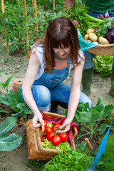 Woman harvesting organic tomatoes and fresh vegetables in an home vegetable garden
