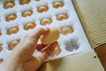 A hand picking up a chicken egg. Collection fresh white eggs neatly organized in egg box at local market.