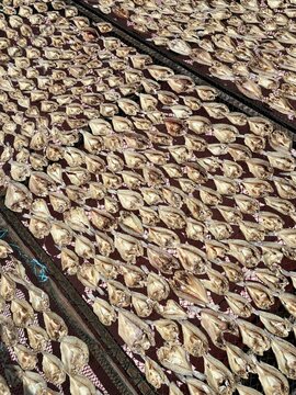Sun dried fish on the wooden pier in the fishing village in Palau Ketam in Malaysia