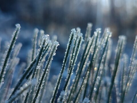 Pine needles covered in frost and snow, with sunlight filtering through in a winter forest scene. The snow and ice crystals highlight a cold, crisp winter environment. 