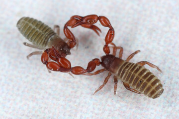 Pseudoscorpions of genus Lamprochernes in the family Chernetidae during fighting or reproductive behavior.