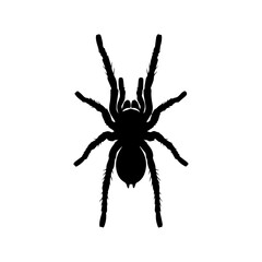 A black silhouette of a tarantula spider with eight legs on a plain white background, viewed from above.