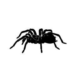 A detailed black silhouette of a tarantula spider on a white background, viewed from a slightly elevated side angle.