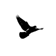 Black silhouette of a bird with wings spread in flight against a white background, symbolizing freedom and peace.
