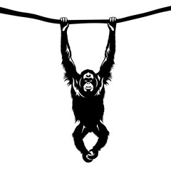 Black silhouette of an orangutan hanging from a horizontal branch against a white background, showcasing its strong grip and arboreal nature. © Maulana