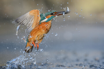 kingfisher