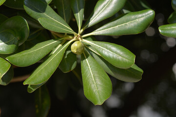 Mock Orange branch with fruit - Latin name - Pittosporum tobira
