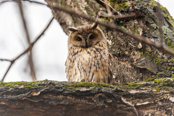 Long-eared owl (Asio otus), looking forward with wide opened eyes