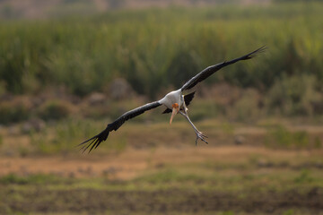 Open wings painted stork landing in a lagune. Mycteria leucocephala is a large wader in the stork...