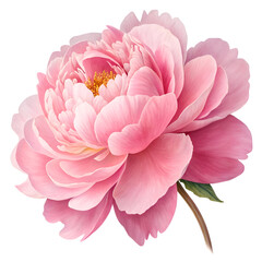 A digitally painted pink peony flower with delicate petals and a visible stem on white background