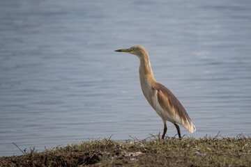 Indian pond heron hunting fishes in Indian waterhole at sunset, breeding plumage visible 