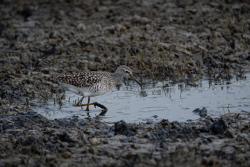 Wood sandiper close up walking in the mud looking for food, in Indian wetland at evening dark and cold colors 