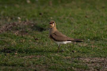 Oriental pratincole grazing in Indian wetland at sunset, beautiful plumage details with sunset light 
