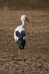 Asian openbill side profile view standing in Indian wetland with sunset light. Typical open bill shape visible with black and white feathers colors